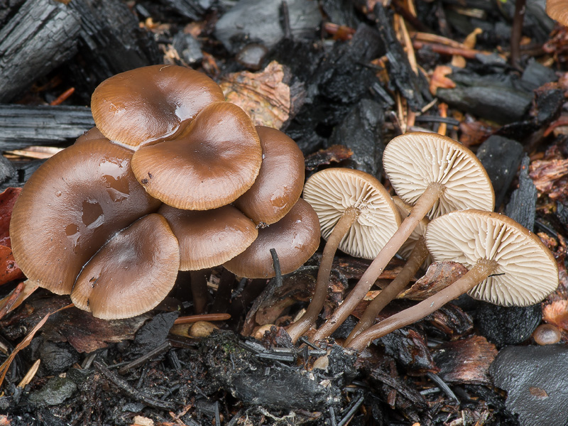 Tephrocybe anthracophila